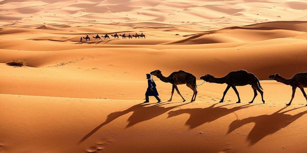 a man leading camels in the desert